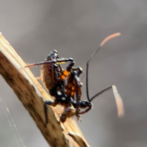 Reduviidae (family) at Port Macquarie, NSW - 2 Aug 2024 04:31 PM