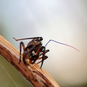 Reduviidae (family) at Port Macquarie, NSW - 2 Aug 2024 04:31 PM