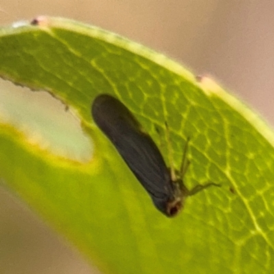Fulgoroidea (superfamily) (Unidentified fulgoroid planthopper) at Port Macquarie, NSW - 2 Aug 2024 by Hejor1