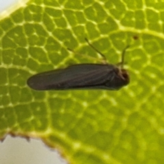 Fulgoroidea (superfamily) at Port Macquarie, NSW - 2 Aug 2024 04:32 PM
