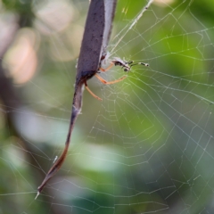 Phonognathidae (family) at Port Macquarie, NSW - 2 Aug 2024 by Hejor1
