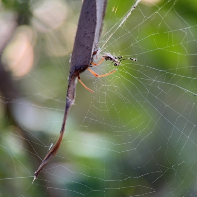 Phonognathidae (unofficial sub family) at Port Macquarie, NSW - 2 Aug 2024 by Hejor1