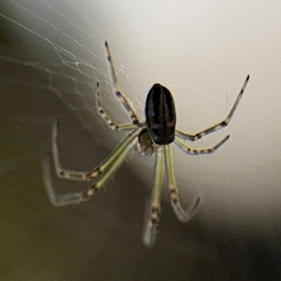 Leucauge dromedaria at Port Macquarie, NSW - 2 Aug 2024 by Hejor1