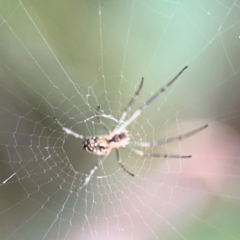 Leucauge dromedaria at Port Macquarie, NSW - 2 Aug 2024 04:33 PM