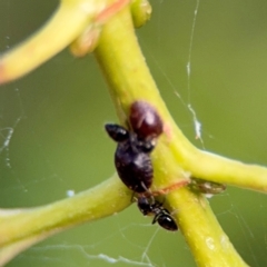 Formicidae (family) (Unidentified ant) at Port Macquarie, NSW - 2 Aug 2024 by Hejor1