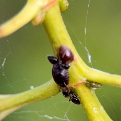 Formicidae (family) (Unidentified ant) at Port Macquarie, NSW - 2 Aug 2024 by Hejor1