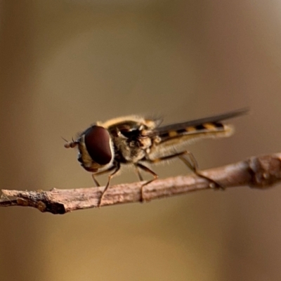 Melangyna viridiceps (Hover fly) at Port Macquarie, NSW - 2 Aug 2024 by Hejor1