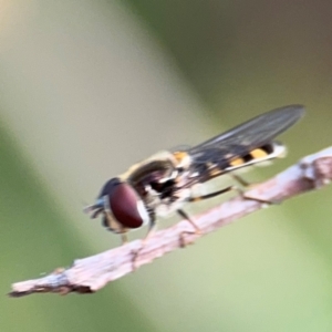 Melangyna viridiceps at Port Macquarie, NSW - 2 Aug 2024 04:33 PM