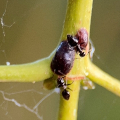 Coccoidea (superfamily) at Port Macquarie, NSW - 2 Aug 2024 by Hejor1