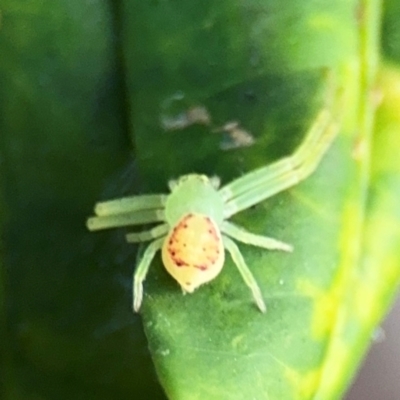 Lehtinelagia prasina (Leek-green flower spider) at Port Macquarie, NSW - 2 Aug 2024 by Hejor1