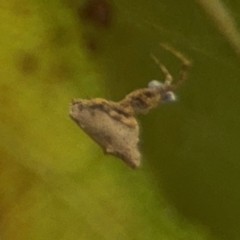 Philoponella congregabilis at Port Macquarie, NSW - 2 Aug 2024 04:36 PM