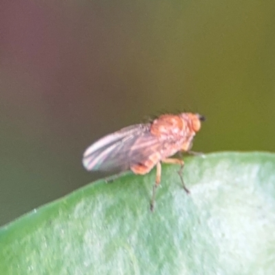 Sapromyza brunneovittata at Port Macquarie, NSW - 2 Aug 2024 by Hejor1