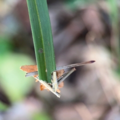 Hyalarcta huebneri at Port Macquarie, NSW - 2 Aug 2024