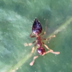 Crematogaster sp. (genus) at Port Macquarie, NSW - 2 Aug 2024 by Hejor1