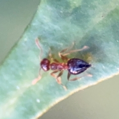 Crematogaster sp. (genus) at Port Macquarie, NSW - 2 Aug 2024 04:52 PM