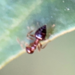 Crematogaster sp. (genus) at Port Macquarie, NSW - 2 Aug 2024 04:52 PM