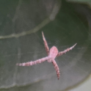 Argiope (genus) at Port Macquarie, NSW - 2 Aug 2024 05:08 PM