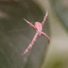Argiope (genus) at Port Macquarie, NSW - 2 Aug 2024 05:08 PM