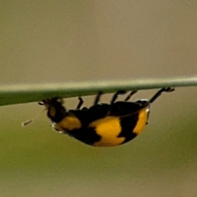 Illeis galbula (Fungus-eating Ladybird) at Port Macquarie, NSW - 2 Aug 2024 by Hejor1