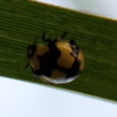 Illeis galbula at Port Macquarie, NSW - 2 Aug 2024 04:57 PM