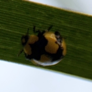 Illeis galbula at Port Macquarie, NSW - 2 Aug 2024 04:57 PM