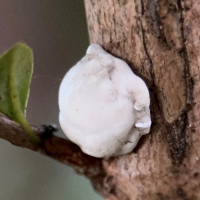 Ceroplastes sp. (Barnacle Scale) at Port Macquarie, NSW - 2 Aug 2024 by Hejor1