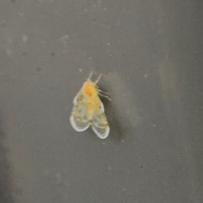 Saccharodite chrysonoe (Derbid planthopper) at Port Macquarie, NSW - 2 Aug 2024 by Hejor1