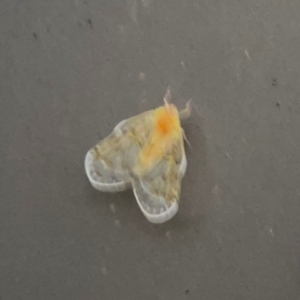 Saccharodite chrysonoe at Port Macquarie, NSW - 2 Aug 2024 05:15 PM