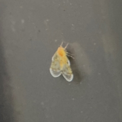 Saccharodite chrysonoe at Port Macquarie, NSW - 2 Aug 2024 05:15 PM