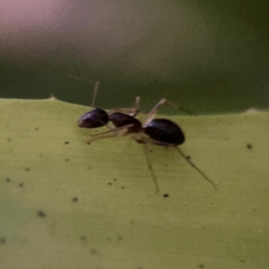 Camponotus sp. (genus) at Port Macquarie, NSW - 2 Aug 2024 05:24 PM