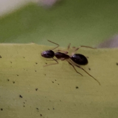 Camponotus sp. (genus) at Port Macquarie, NSW - 2 Aug 2024 05:24 PM