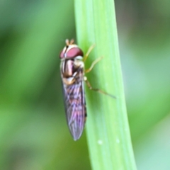 Episyrphus viridaureus (Hoverfly) at Bellingen, NSW - 2 Aug 2024 by Hejor1