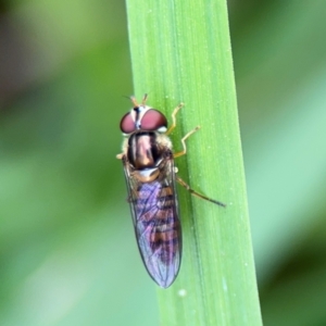 Episyrphus viridaureus at Bellingen, NSW - 2 Aug 2024