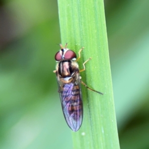 Episyrphus viridaureus at Bellingen, NSW - 2 Aug 2024 02:29 PM