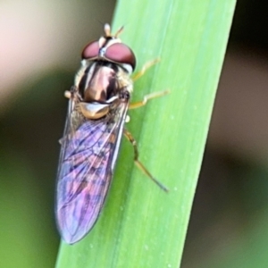 Episyrphus viridaureus at Bellingen, NSW - 2 Aug 2024