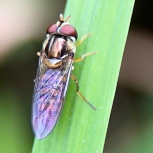 Episyrphus viridaureus at Bellingen, NSW - 2 Aug 2024 02:29 PM