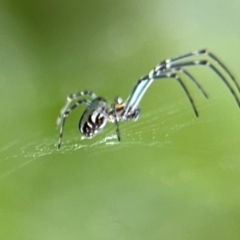 Leucauge dromedaria at Bellingen, NSW - 2 Aug 2024 by Hejor1