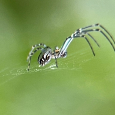 Leucauge dromedaria (Silver dromedary spider) at Bellingen, NSW - 2 Aug 2024 by Hejor1