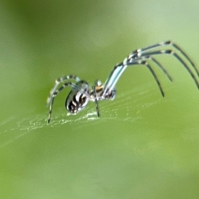 Leucauge dromedaria at Bellingen, NSW - 2 Aug 2024 by Hejor1