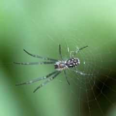 Leucauge dromedaria at Bellingen, NSW - 2 Aug 2024 02:28 PM