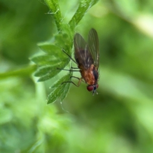 Helinomydaea (genus) at Bellingen, NSW - 2 Aug 2024 02:27 PM