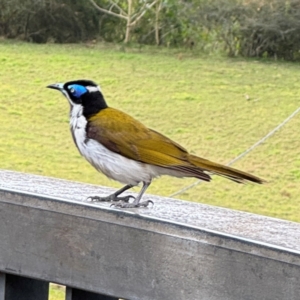 Entomyzon cyanotis at Bellingen, NSW - 2 Aug 2024 02:23 PM