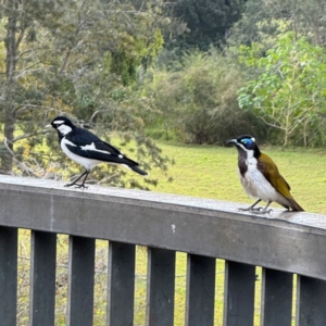 Grallina cyanoleuca at Bellingen, NSW - 2 Aug 2024 02:23 PM