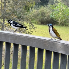 Grallina cyanoleuca at Bellingen, NSW - 2 Aug 2024