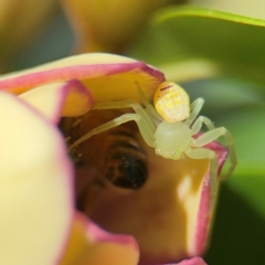 Lehtinelagia prasina (Leek-green flower spider) at Bellingen, NSW - 2 Aug 2024 by Hejor1