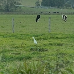 Bubulcus coromandus (Eastern Cattle Egret) at Fernmount, NSW - 2 Aug 2024 by Hejor1