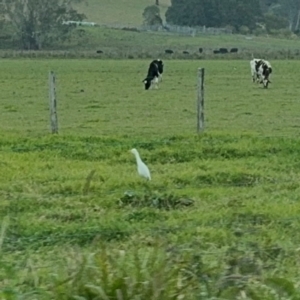 Bubulcus coromandus at Fernmount, NSW - 2 Aug 2024