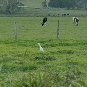 Bubulcus coromandus at Fernmount, NSW - 2 Aug 2024 01:30 PM
