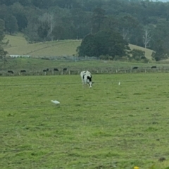 Bubulcus coromandus at Fernmount, NSW - 2 Aug 2024