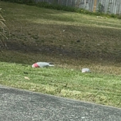 Eolophus roseicapilla (Galah) at Coffs Harbour, NSW - 2 Aug 2024 by Hejor1